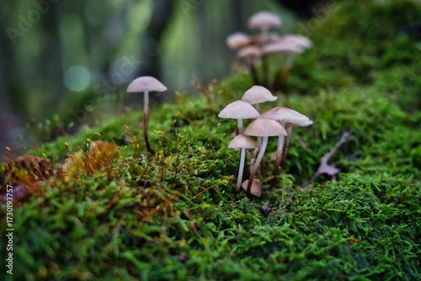 Fototapeta Dense cluster of wild brown mushrooms on mossy forest floor. Macro nature texture, perfect for autumn themes, ecology, and woodland storytelling.