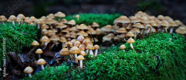 Fototapeta Dense cluster of wild brown mushrooms on mossy forest floor. Macro nature texture, perfect for autumn themes, ecology, and woodland storytelling.