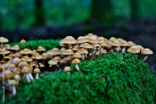 Fototapeta Dense cluster of wild brown mushrooms on mossy forest floor. Macro nature texture, perfect for autumn themes, ecology, and woodland storytelling.