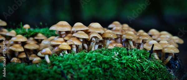 Fototapeta Dense cluster of wild brown mushrooms on mossy forest floor. Macro nature texture, perfect for autumn themes, ecology, and woodland storytelling.