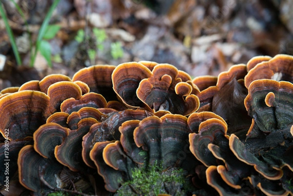 Fototapeta Colorful bracket fungi with concentric rings on decaying wood. Macro forest texture ideal for autumn themes, ecology visuals, and nature design.