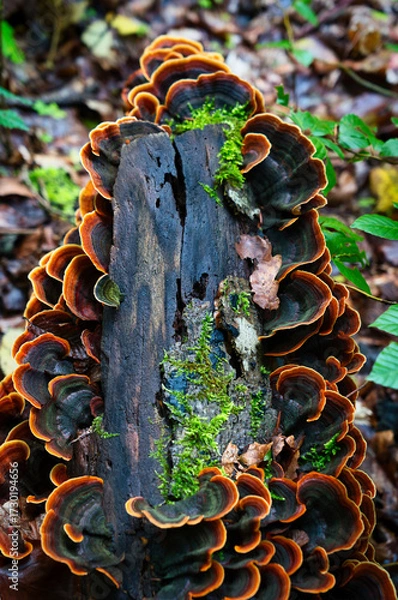 Fototapeta Colorful bracket fungi with concentric rings on decaying wood. Macro forest texture ideal for autumn themes, ecology visuals, and nature design.