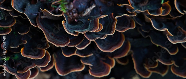 Fototapeta Colorful bracket fungi with concentric rings on decaying wood. Macro forest texture ideal for autumn themes, ecology visuals, and nature design.