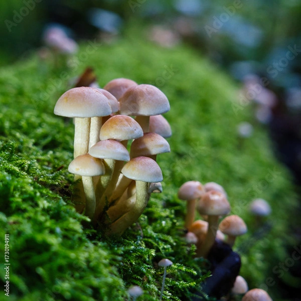 Fototapeta Dense cluster of wild brown mushrooms on mossy forest floor. Macro nature texture, perfect for autumn themes, ecology, and woodland storytelling.