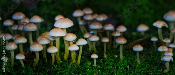 Fototapeta Dense cluster of wild brown mushrooms on mossy forest floor. Macro nature texture, perfect for autumn themes, ecology, and woodland storytelling.