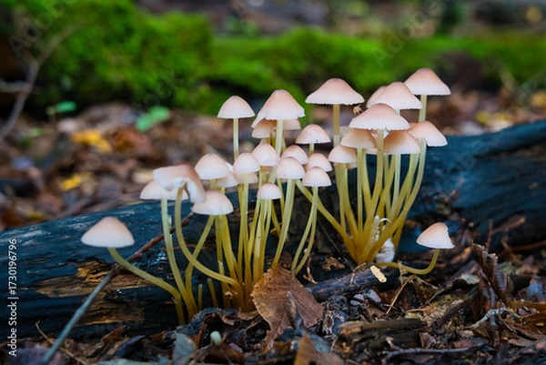 Fototapeta Dense cluster of wild brown mushrooms on mossy forest floor. Macro nature texture, perfect for autumn themes, ecology, and woodland storytelling.