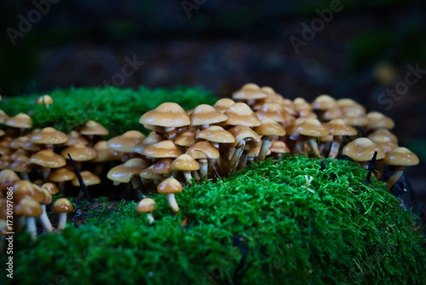 Fototapeta Dense cluster of wild brown mushrooms on mossy forest floor. Macro nature texture, perfect for autumn themes, ecology, and woodland storytelling.