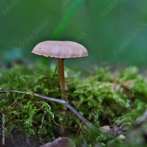 Fototapeta Solitary wild mushroom rising from mossy forest floor. Minimalist nature macro ideal for autumn themes, ecology visuals, and organic textures in outdoor photography.