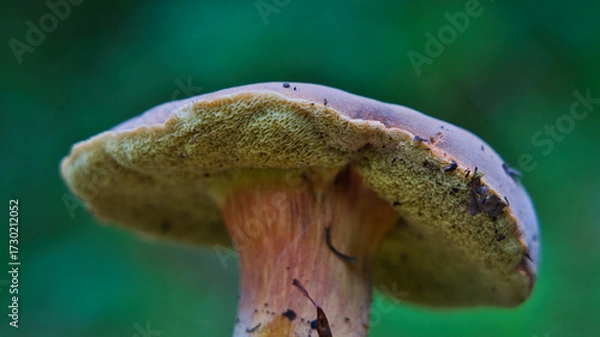 Fototapeta Close-up of wild bolete mushroom showing spongy pores and textured stalk. Ideal for nature photography, forest ecology, and mushroom identification visuals.