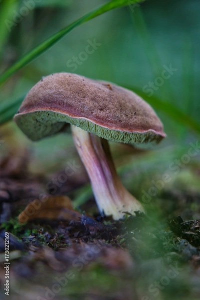 Fototapeta Close-up of wild bolete mushroom showing spongy pores and textured stalk. Ideal for nature photography, forest ecology, and mushroom identification visuals.