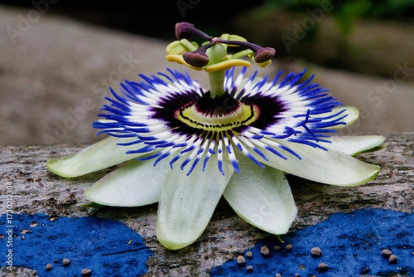 Fototapeta Macro of a passion flower with vibrant filaments and a star-shaped center. Ideal for botanical visuals. Note: The flower is not organically attached to the stem depicted.