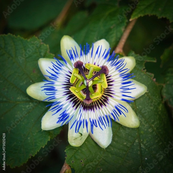 Fototapeta Macro of a passion flower with vibrant filaments and a star-shaped center. Ideal for botanical visuals. Note: The flower is not organically attached to the stem depicted.