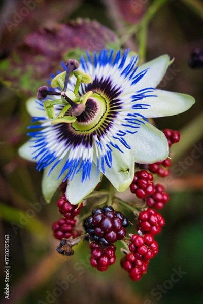 Fototapeta Macro of a passion flower with vibrant filaments and a star-shaped center. Ideal for botanical visuals. Note: The flower is not organically attached to the stem depicted.
