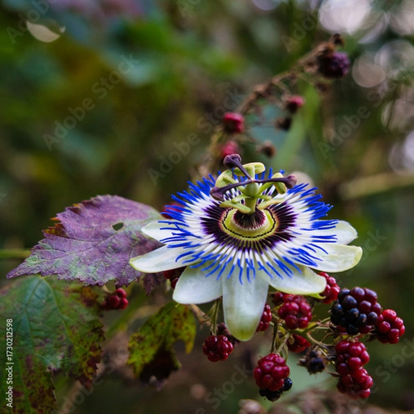 Fototapeta Macro of a passion flower with vibrant filaments and a star-shaped center. Ideal for botanical visuals. Note: The flower is not organically attached to the stem depicted.