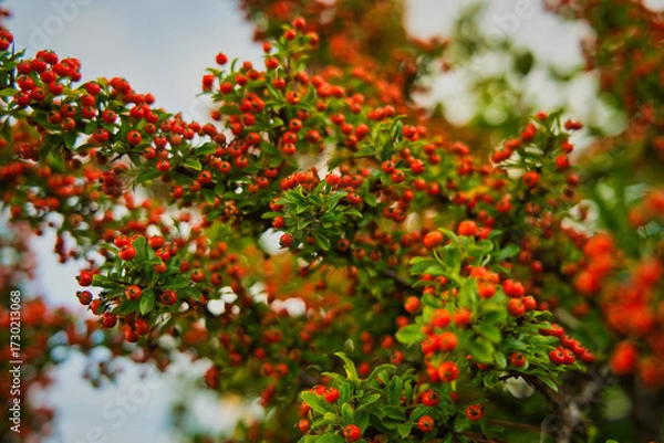 Fototapeta Close-up of ripe red berries on green shrub with single yellow leaf. Vivid nature texture ideal for autumn themes, botanical visuals, and seasonal design elements.