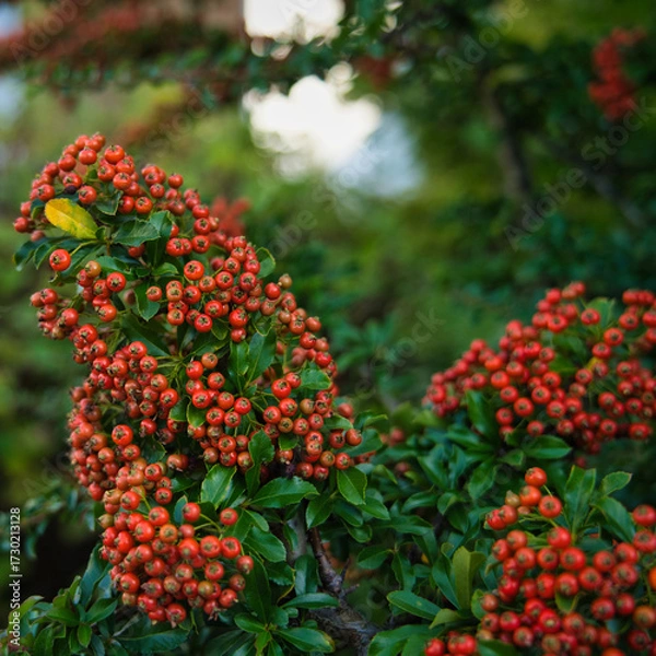 Fototapeta Close-up of ripe red berries on green shrub with single yellow leaf. Vivid nature texture ideal for autumn themes, botanical visuals, and seasonal design elements.