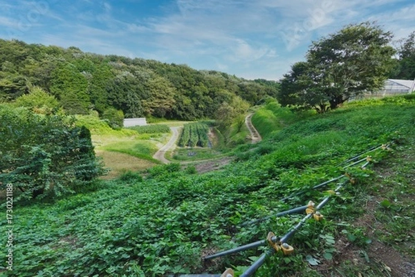 Obraz 山の中の畑