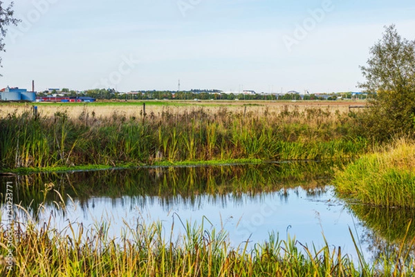 Fototapeta Reflection of tall green grass in calm river water with dry meadow and distant buildings on background. Sweden.