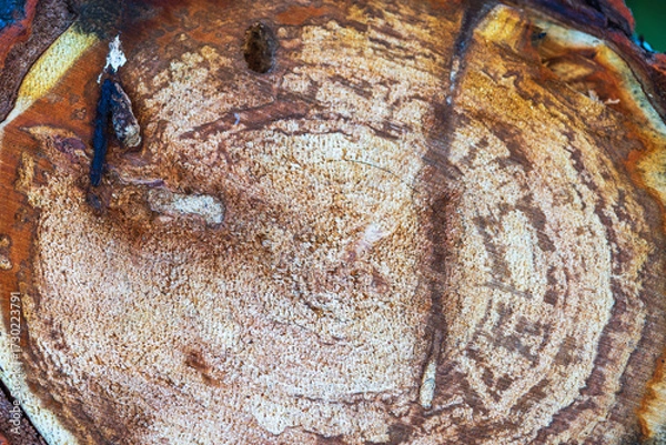 Fototapeta Close-up view of cut tree trunk with detailed wooden texture on background of autumn nature.
