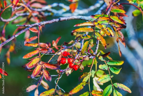 Fototapeta Close up view of rowan berries with colorful autumn leaves on tree branches against blurred green background. Sweden.