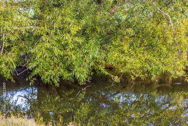 Fototapeta Close up view of reflection of willow branches with green leaves in calm river on sunny day. Sweden.