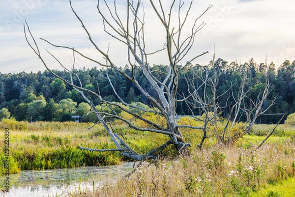 Fototapeta Dry autumn tree with bare branches standing on meadow near pond with forest on background. Sweden.