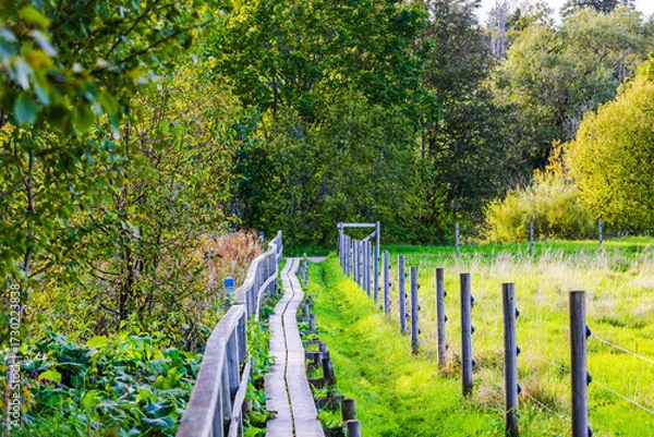 Fototapeta Beautiful wooden walkway with fence leading past autumn pasture with grass and trees on background of nature. Sweden.