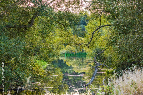 Fototapeta Calm water with fallen willow branch surrounded by dense green trees and grass reflecting on surface. Sweden.
