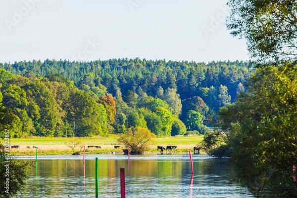 Fototapeta Beautiful navigable river with depth marker poles and cows grazing on shore surrounded by autumn forest. Sweden.