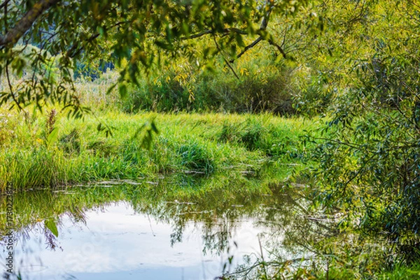 Fototapeta Water with green grass and willow branches reflecting on calm surface in natural meadow landscape. Sweden.