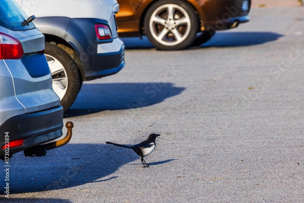 Fototapeta Close-up view of black and white magpie walking on asphalt parking lot between cars in autumn sunlight. Sweden.