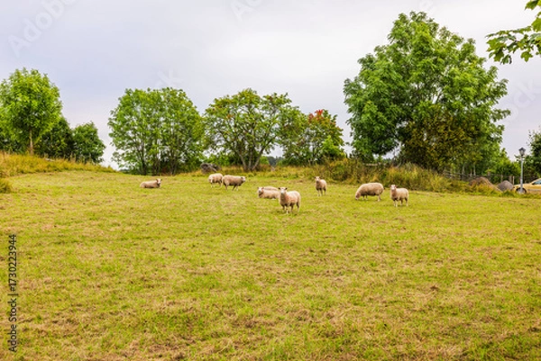 Fototapeta Sheep grazing on green meadow with trees in background on cloudy autumn day in countryside. Sweden.