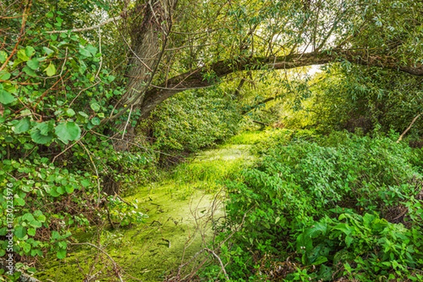 Fototapeta Overgrown swamp with green water plants and tree branches on background of dense forest vegetation. Sweden.