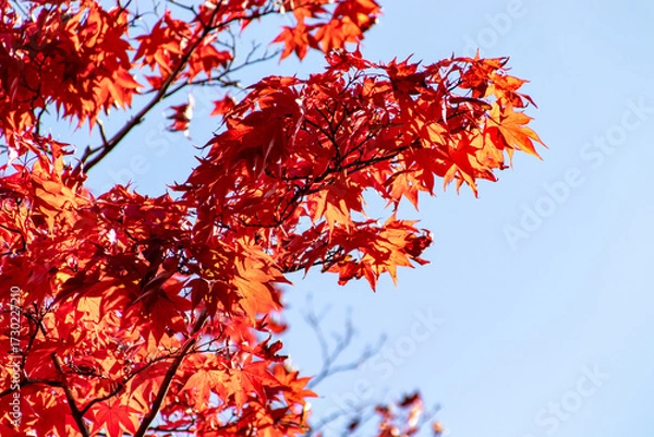 Obraz 真っ赤に色づいたモミジの葉