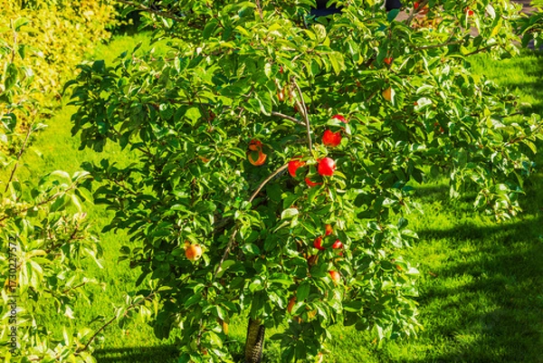 Fototapeta Apple tree with red ripe fruits growing in garden on green grass background in bright autumn sunlight. Sweden.