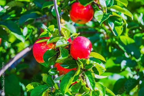Fototapeta Close up view of red apples growing on tree branch with green leaves in bright sunlight. Sweden.