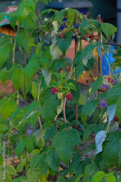 Fototapeta A close-up view of two ripe red raspberries and one unripe light green berry clustered on a branch with vibrant green leaves in a summer garden.