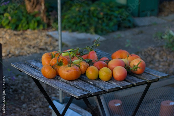 Fototapeta A close-up shot of a colorful pile of freshly harvested, heirloom tomatoes in shades of orange, yellow, and red, resting on rustic wooden planks.