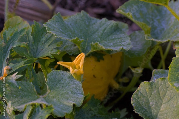 Fototapeta A bright yellow pumpkin is nestled amongst its own large, dark green leaves on the ground of a garden patch, glowing in a shaded setting.