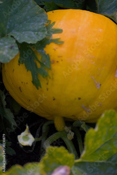 Fototapeta A bright yellow pumpkin is nestled amongst its own large, dark green leaves on the ground of a garden patch, glowing in a shaded setting.