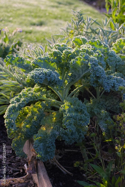 Fototapeta A close-up, vertical shot of fresh kale with deeply curled blue-green leaves and visible frost or dew, illuminated by bright morning sunlight.