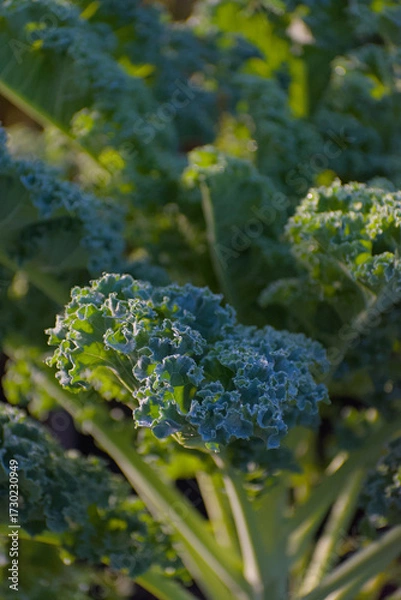 Fototapeta A close-up, vertical shot of fresh kale with deeply curled blue-green leaves and visible frost or dew, illuminated by bright morning sunlight.