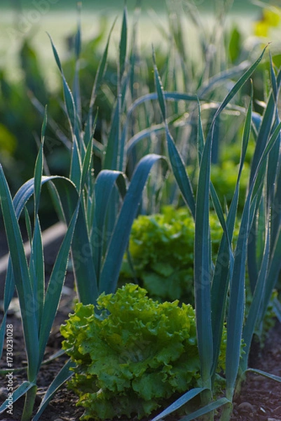 Fototapeta A garden bed features alternating rows of tall, blue-green leeks and bright green lettuce, with dew drops visible on the leaves in soft morning light.
