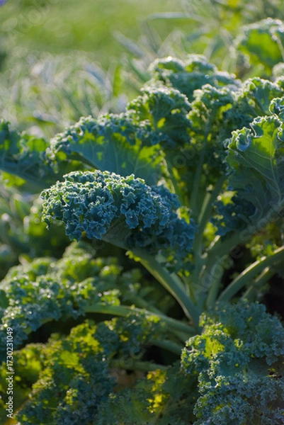 Fototapeta A close-up, vertical shot of fresh kale with deeply curled blue-green leaves and visible frost or dew, illuminated by bright morning sunlight.