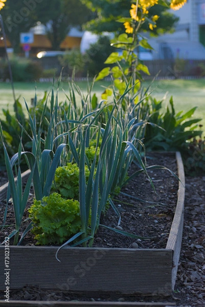 Fototapeta A garden bed features alternating rows of tall, blue-green leeks and bright green lettuce, with dew drops visible on the leaves in soft morning light.