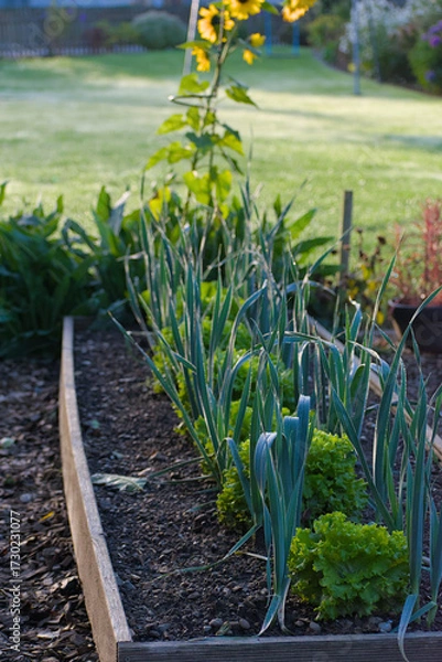 Fototapeta A garden bed features alternating rows of tall, blue-green leeks and bright green lettuce, with dew drops visible on the leaves in soft morning light.