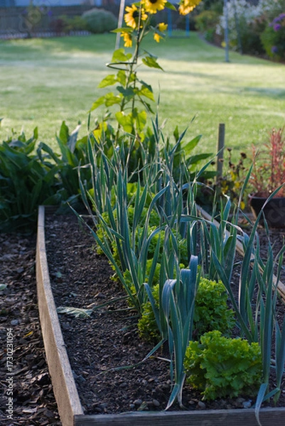 Fototapeta A garden bed features alternating rows of tall, blue-green leeks and bright green lettuce, with dew drops visible on the leaves in soft morning light.