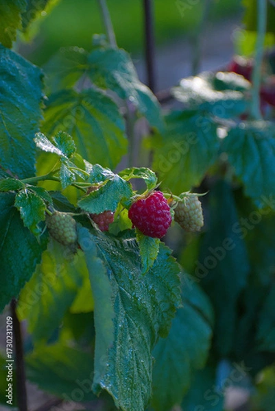 Fototapeta A close-up view of two ripe red raspberries and one unripe light green berry clustered on a branch with vibrant green leaves in a summer garden.