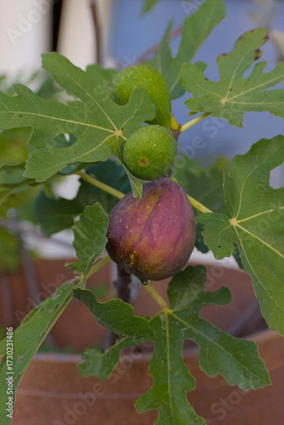 Fototapeta A close-up shot of an in-focus purple, ripe fig growing among two smaller, unripe green figs and large, textured green leaves on a branch.