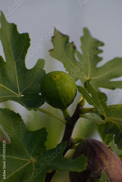 Fototapeta A close-up shot of an in-focus purple, ripe fig growing among two smaller, unripe green figs and large, textured green leaves on a branch.